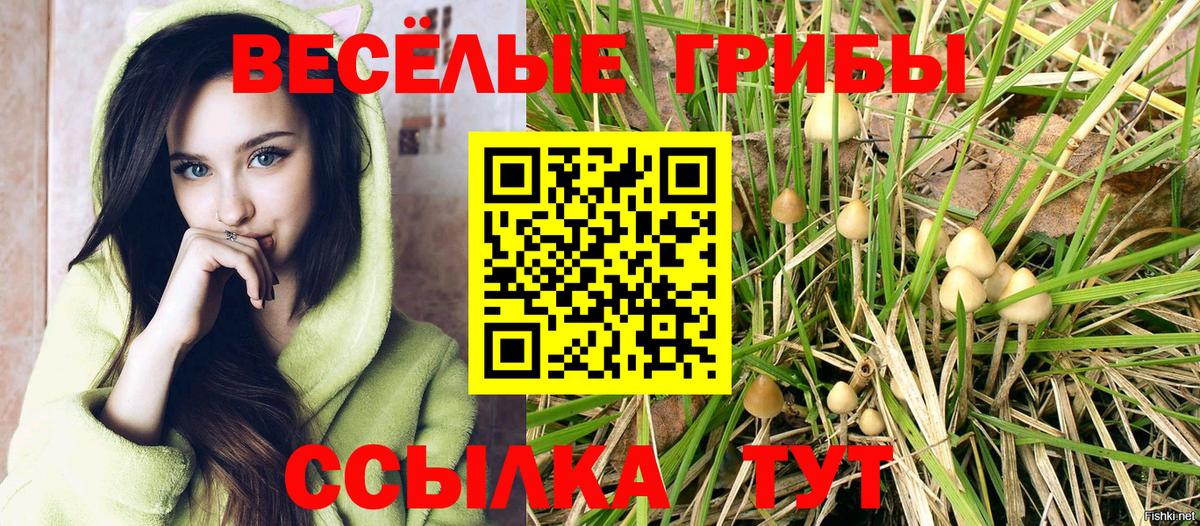 Псилоцибиновые грибы Psilocybe Коряжма